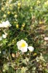 Helianthemum apenninum