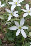 Ornithogalum divergens