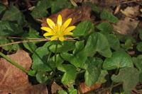 Ficaria verna