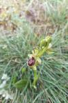 Ophrys virescens