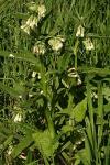Symphytum officinale