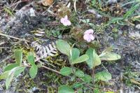 Pedicularis sylvatica