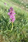 Orchis mascula