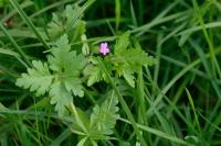 Geranium purpureum