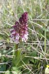 Orchis mascula