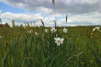 Narcissus poeticus