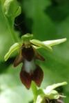 Ophrys insectifera
