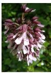 Orchis purpurea