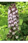 Orchis purpurea