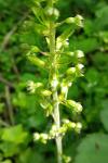 Neottia ovata