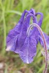 Aquilegia vulgaris