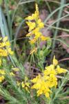Genista germanica