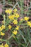 Genista germanica