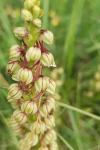 Orchis anthropophora