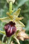 Ophrys aranifera