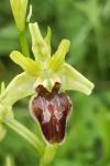 Ophrys aranifera