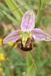 Ophrys apifera