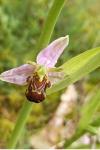 Ophrys apifera