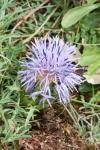 Carthamus mitissimus