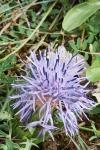 Carthamus mitissimus