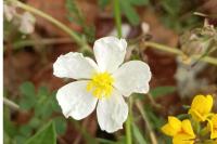 Helianthemum apenninum