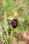 Ophrys aranifera