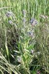 Cynoglossum officinale