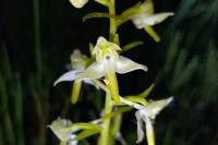 Platanthera chlorantha