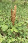 Orobanche rapum-genistae