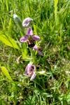Ophrys apifera