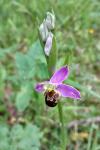 Ophrys apifera