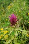 Melampyrum arvense