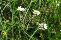 Helianthemum apenninum