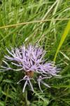 Carthamus mitissimus