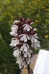 Orchis purpurea