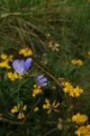 Linum leonii