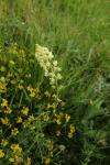 Reseda lutea