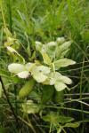 Helleborus foetidus