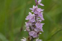 Dactylorhiza maculata