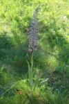 Himantoglossum hircinum
