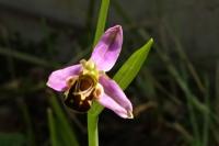 Ophrys apifera