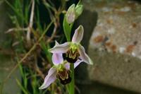 Ophrys apifera
