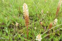 Orobanche picridis-hieracioidis