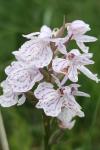 Dactylorhiza maculata