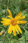 Arnica montana