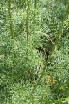 Jacobaea adonidifolia