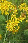 Jacobaea adonidifolia