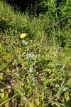 Blackstonia perfoliata