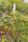 Dactylorhiza maculata