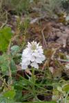 Dactylorhiza maculata